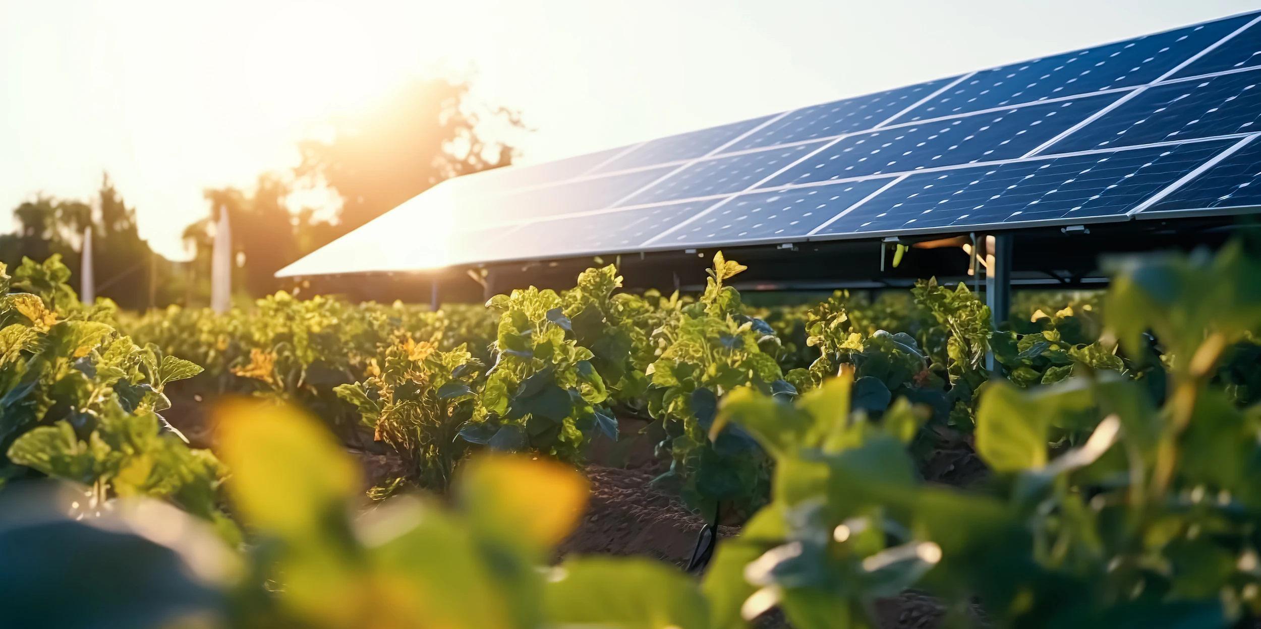Zonnepanelen voor de agrarische sector